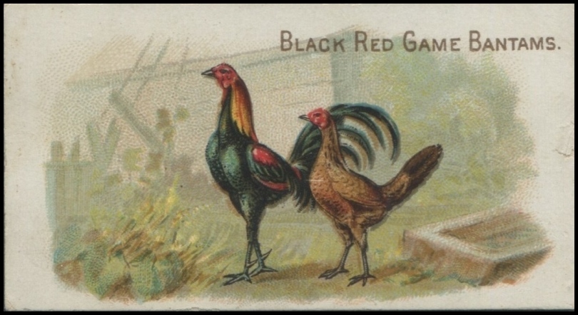 Black Red Game Bantams